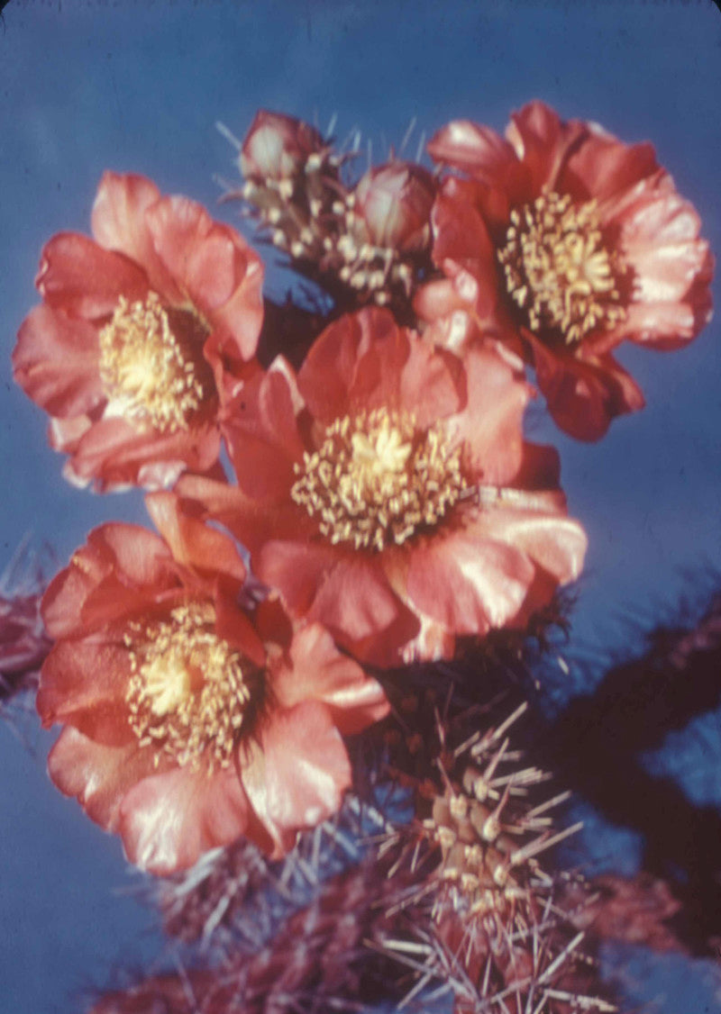 Blackhorn Cholla