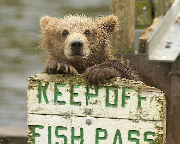 Brown Bear Cub