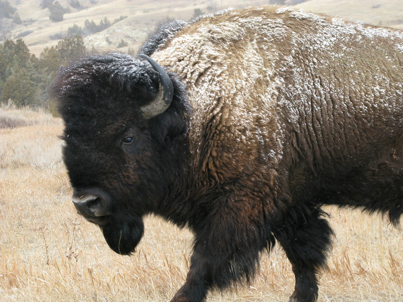 Bull Bison