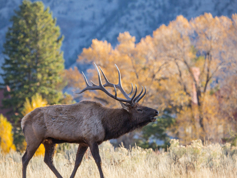 Bull Elk Bugling