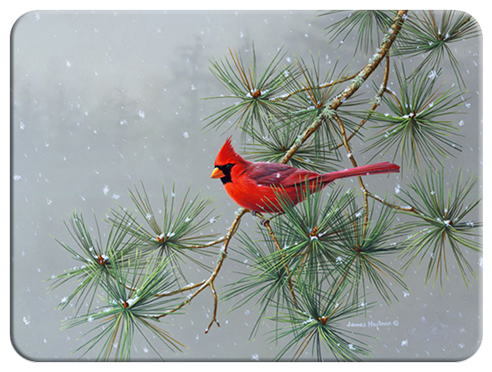 Cardinal at Christmas