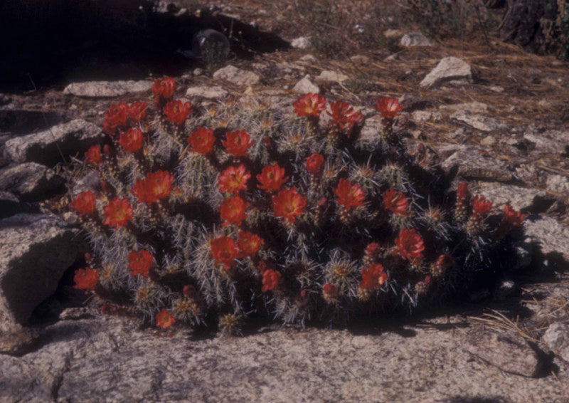 Claret Cup Cactus