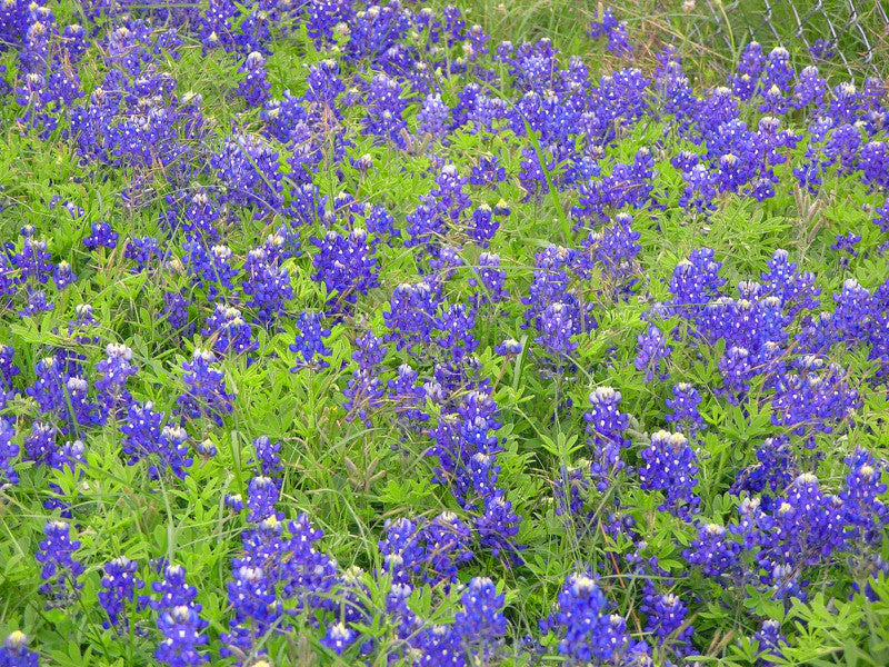 Closeup of Bluebonnets