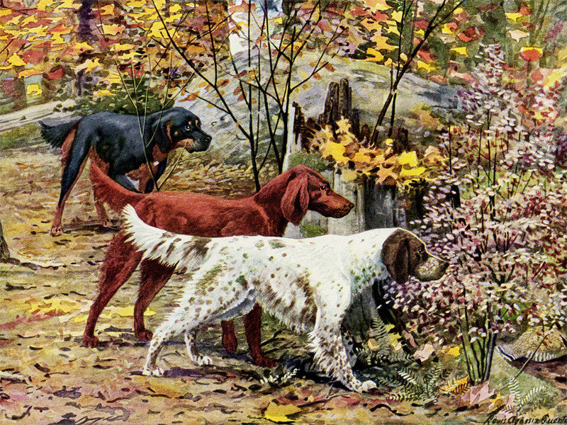 Irish Setters